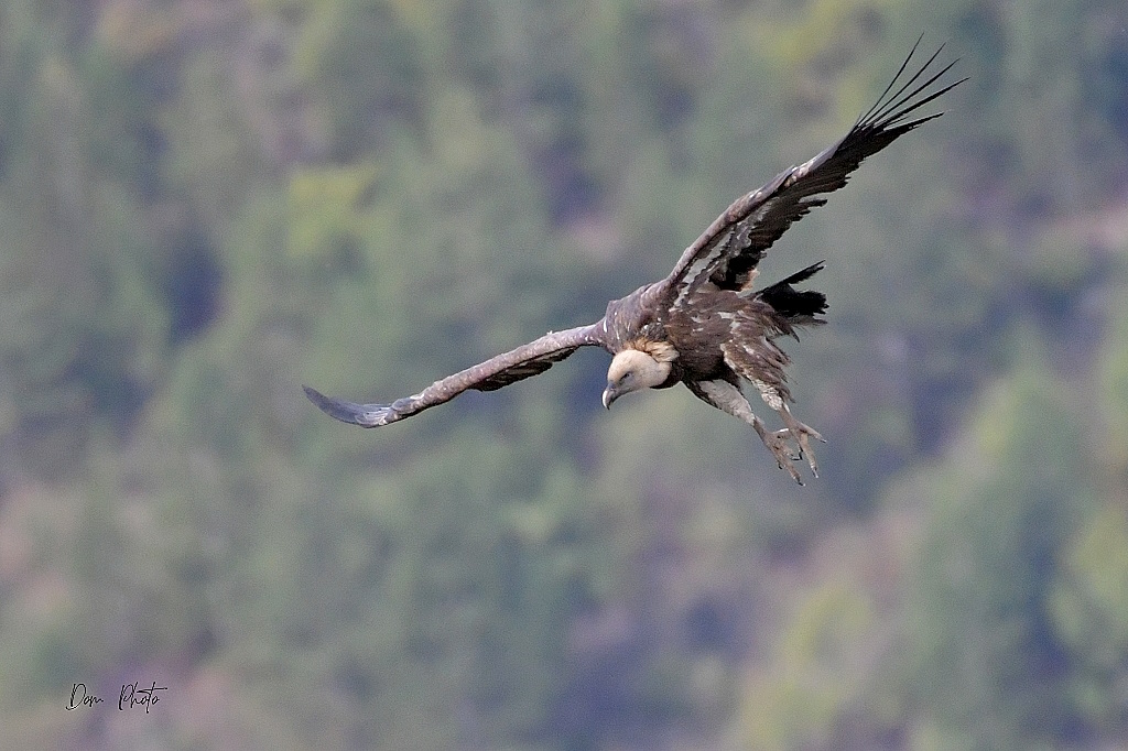 DSC_2664IN.jpg