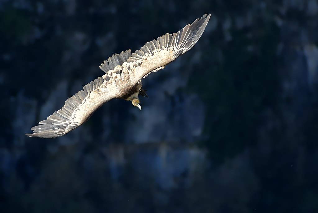 DSC_2887IN.jpg