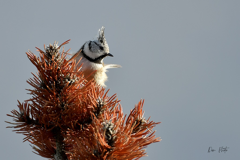 DSC_2943IN.jpg