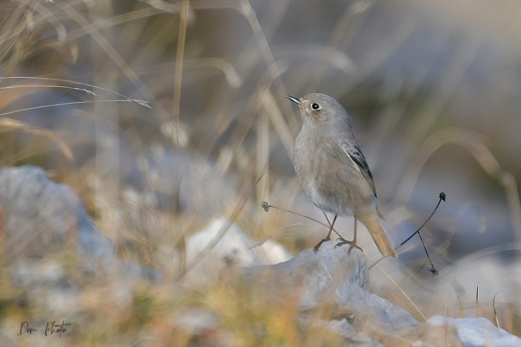 DSC_3007IN.jpg