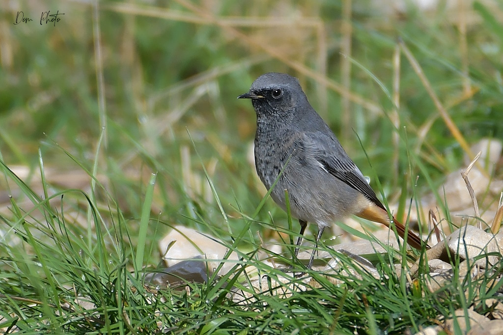DSC_3035IN.jpg