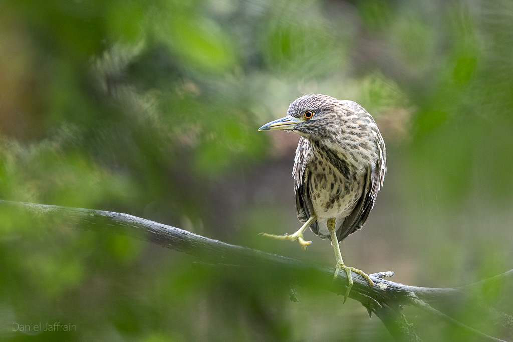 Image et Nature-1-86.jpg