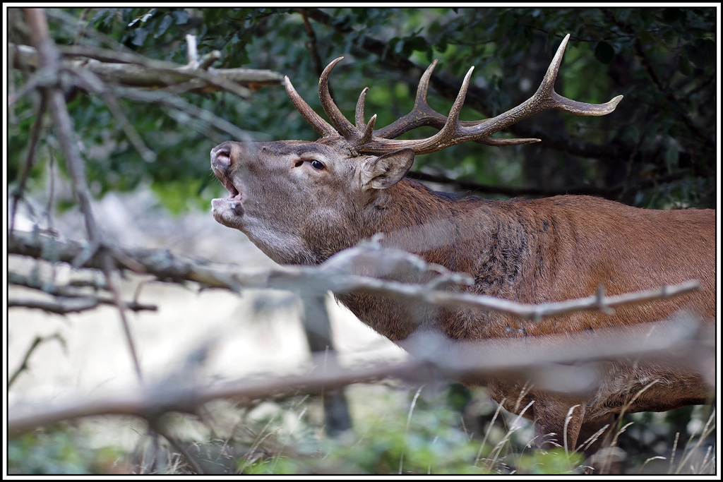 cerf(8348).jpg