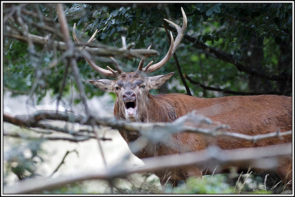 cerf(8351).jpg