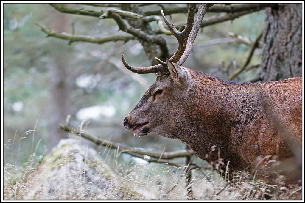 cerf(8352).jpg