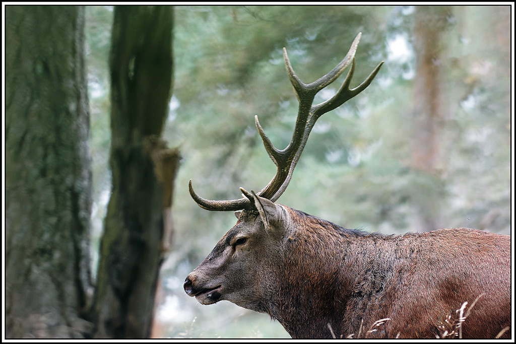 cerf(8353).jpg