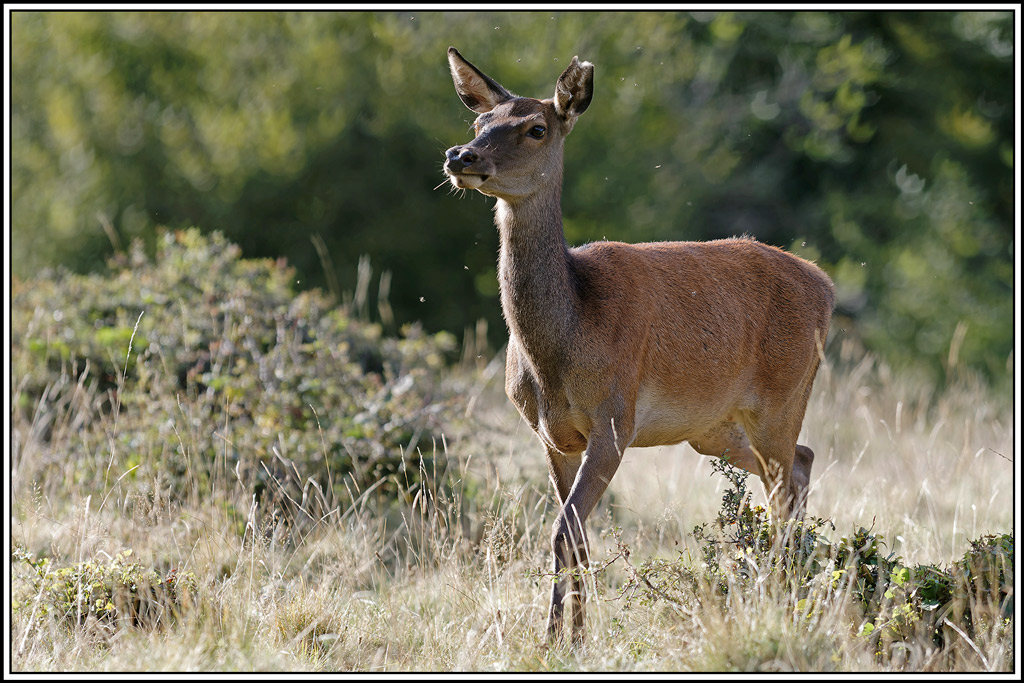 cerf(8358).jpg