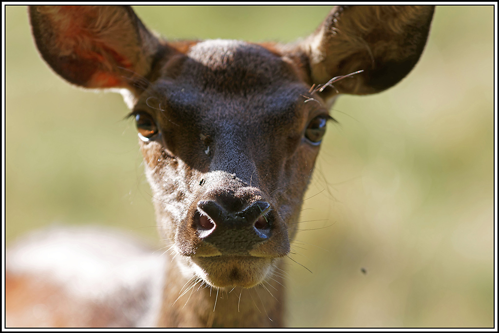 cerf(8367).jpg