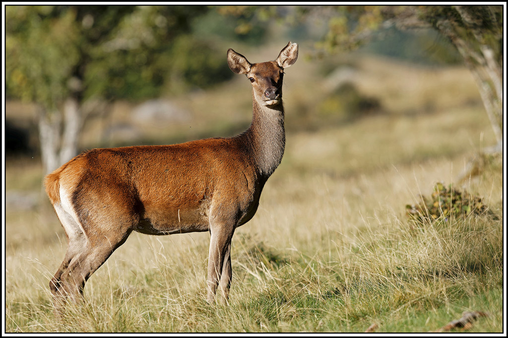 cerf(8368).jpg