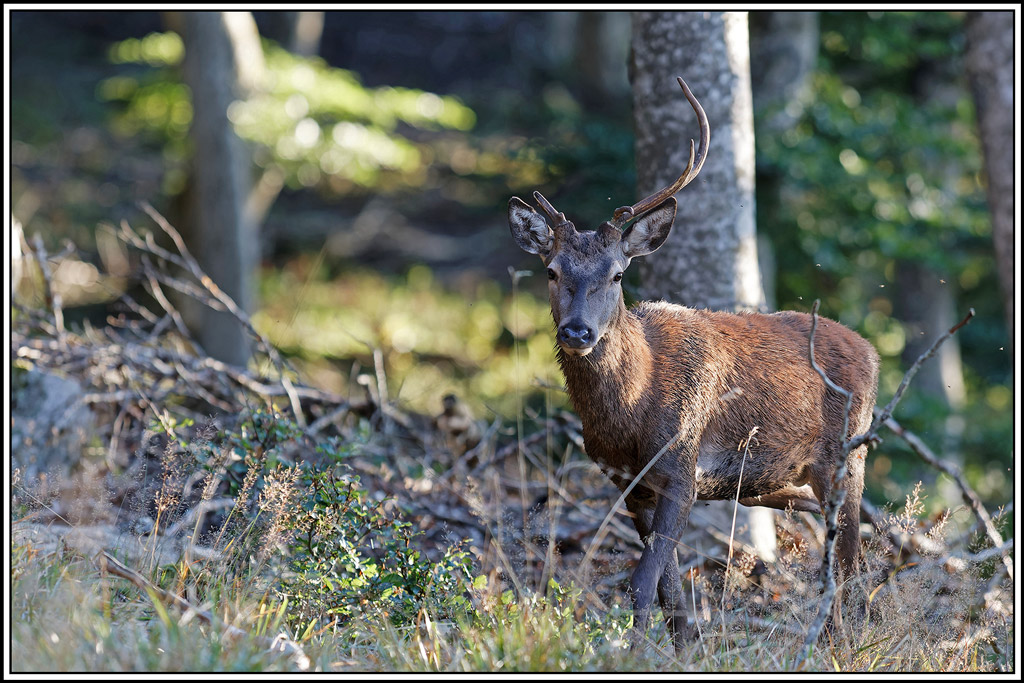 cerf(8377).jpg