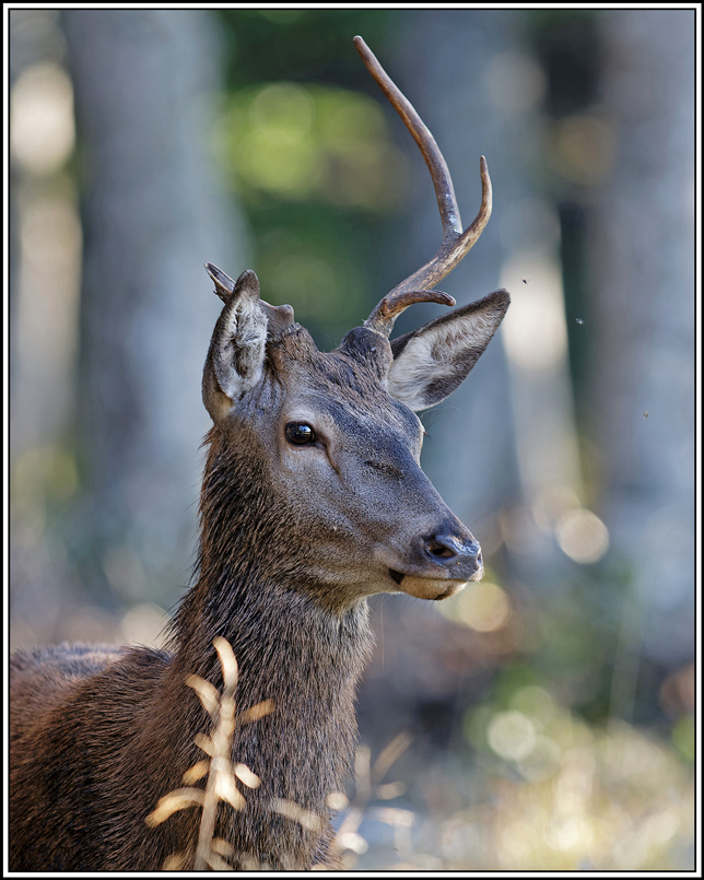 cerf(8401).jpg