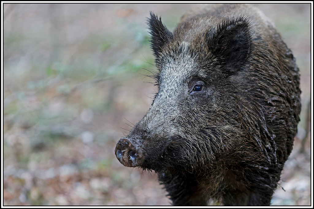 sanglier(237).jpg