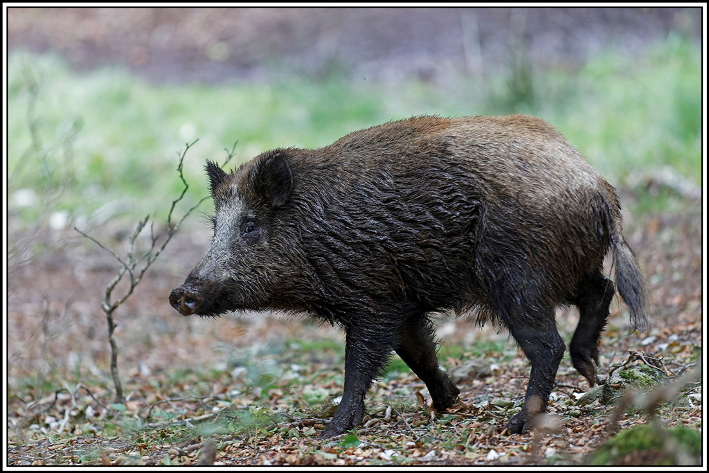 sanglier(262).jpg