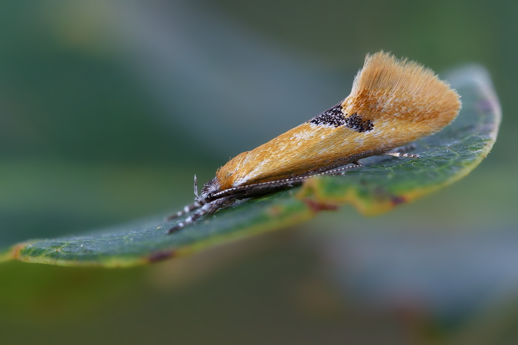 Batia sp.jpg