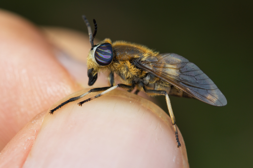Heptatoma pellucens5.jpg