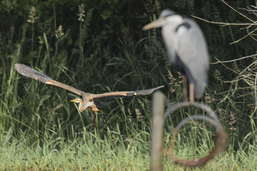 Pourpre contre cente.jpg
