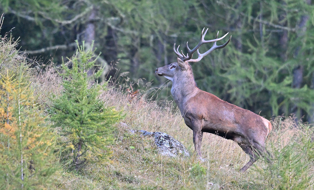 ZSC_8572.jpg