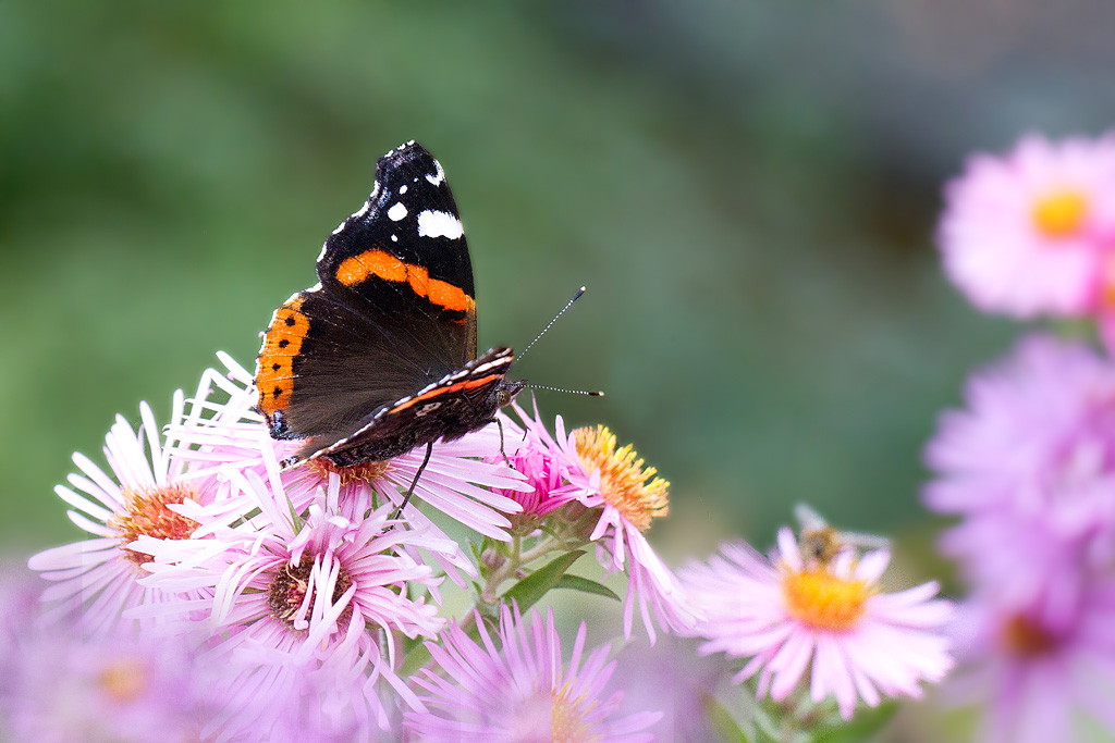 Le Vulcain  - Vanessa atalanta.jpg
