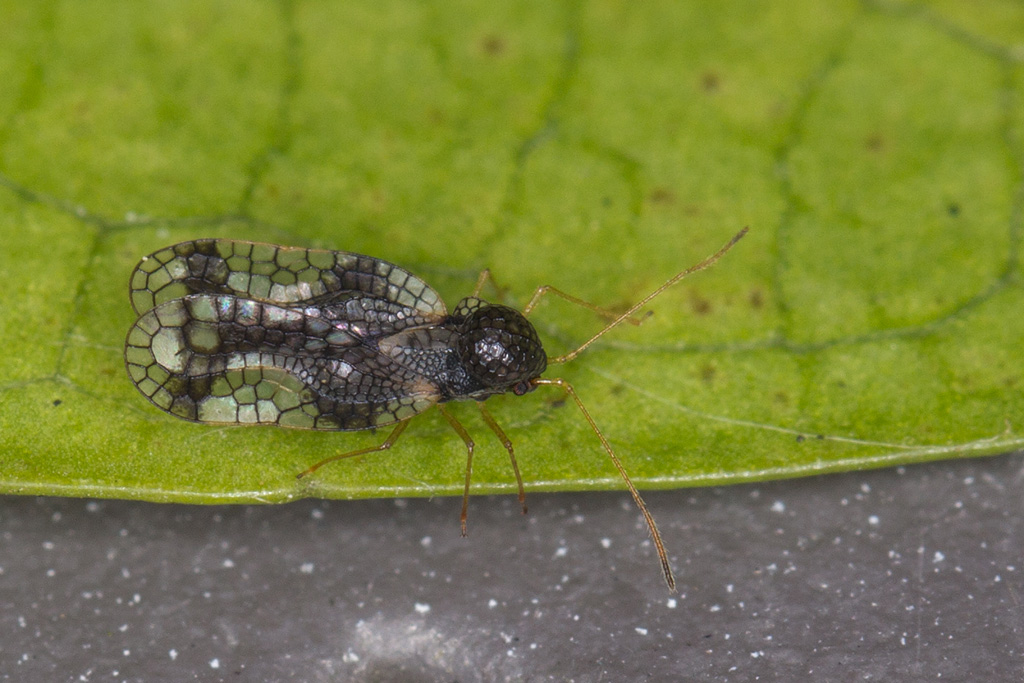 Tigre du pieris Stephanitis takeyai adulte 1.jpg