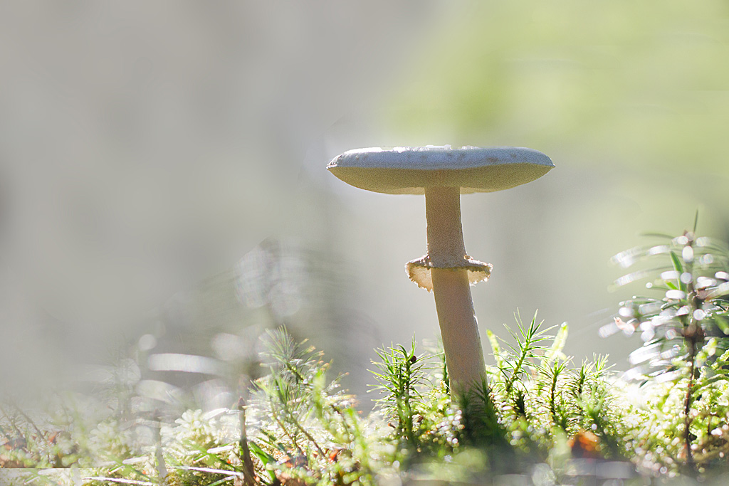 amanite citrine - Amanita citina.jpg