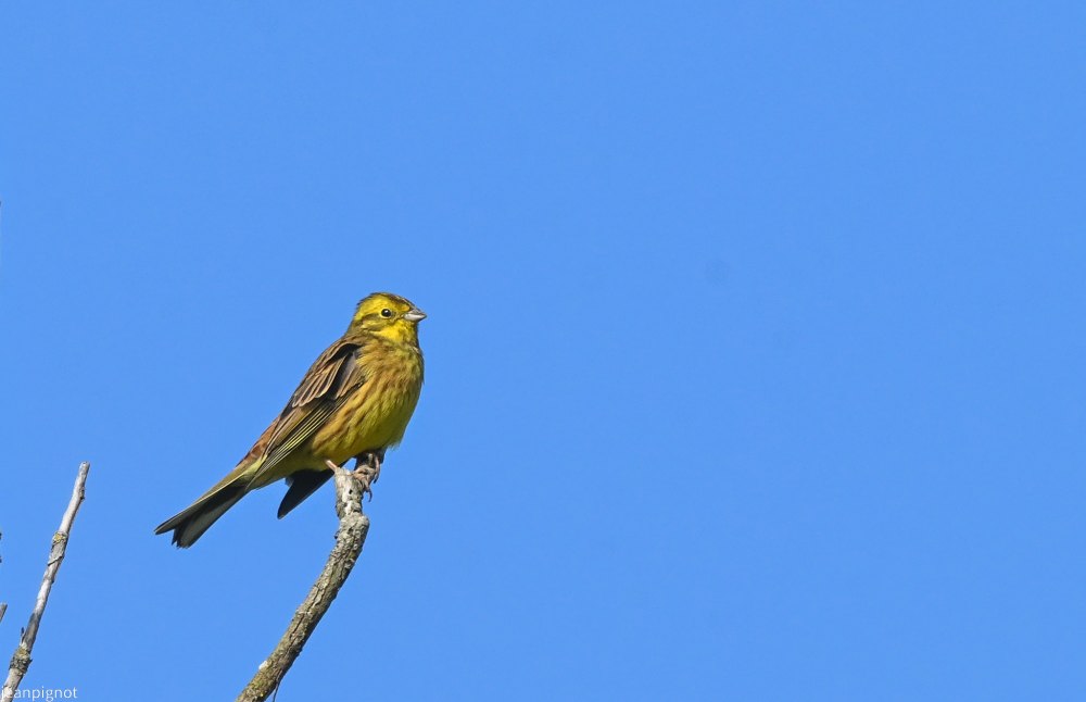 bruant jaune.JPG