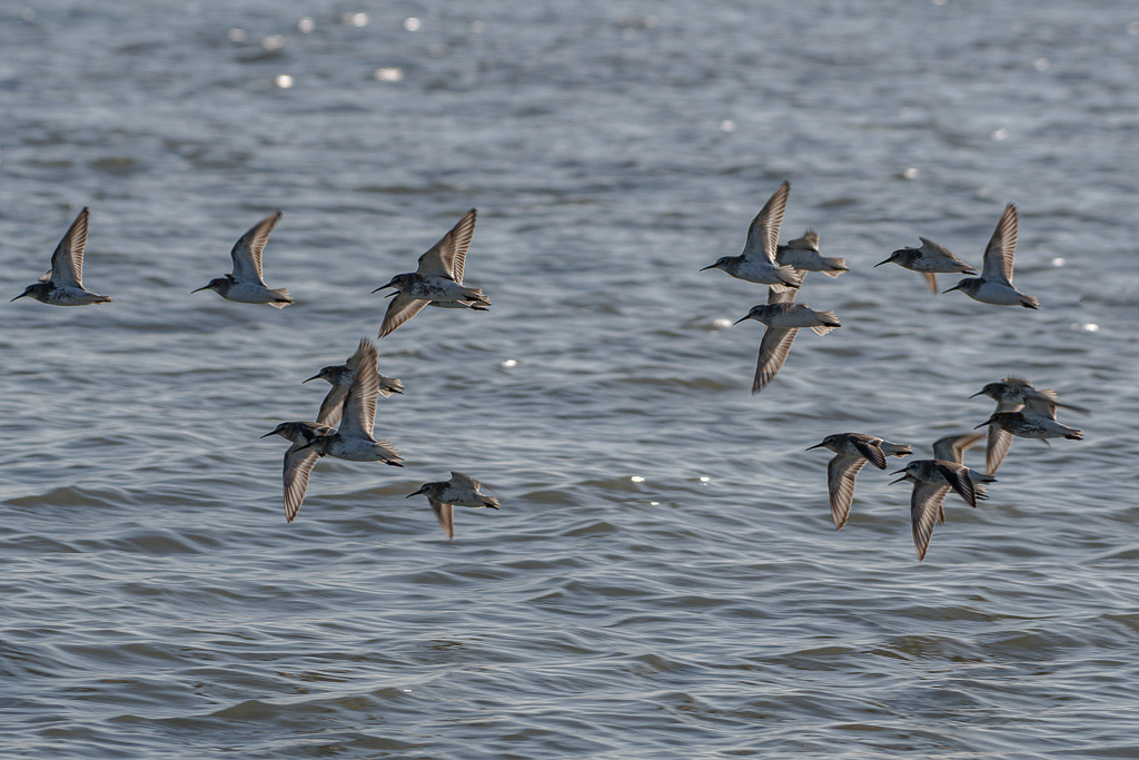 bécasseau variable -3-.jpg