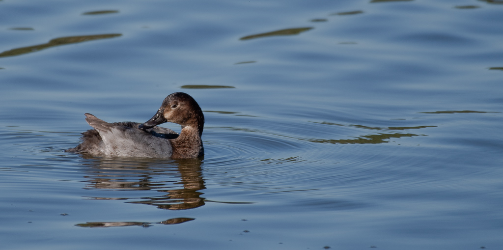 Canard Fuligule Milouin -0-.jpg