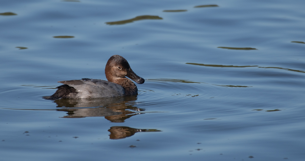 Canard Fuligule Milouin -2-.jpg