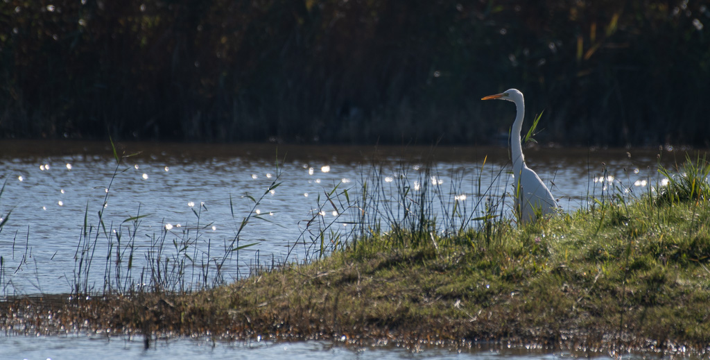 Grande Aigrette.jpg