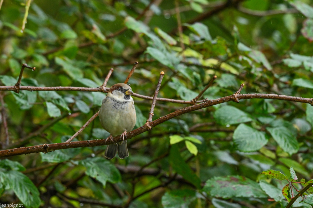 DSC_0460_001DSC_0460.JPG