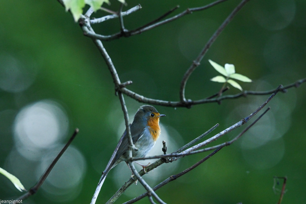 DSC_0665_001DSC_0665.JPG