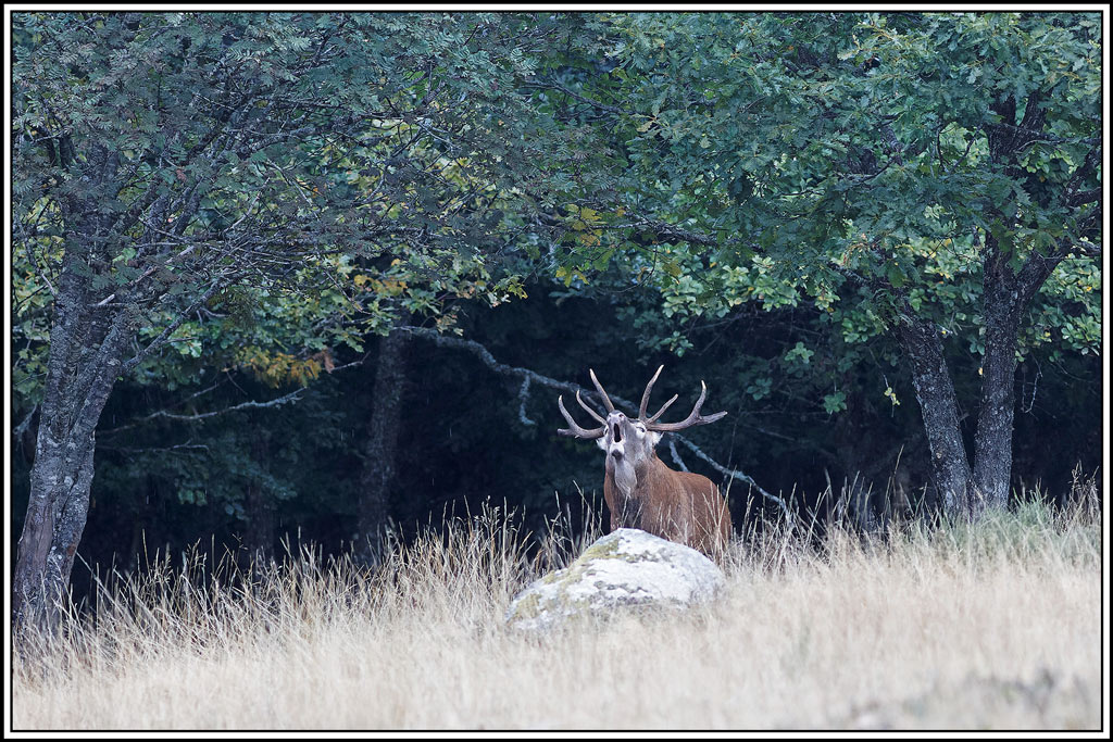 cerf(8424).jpg
