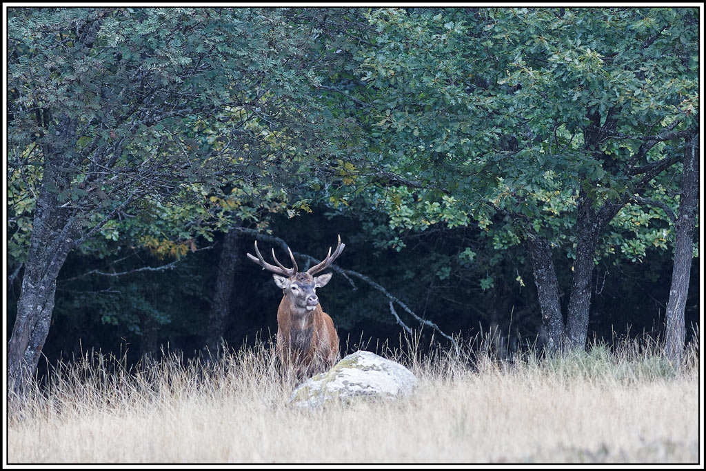cerf(8428).jpg
