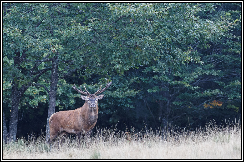cerf(8441).jpg