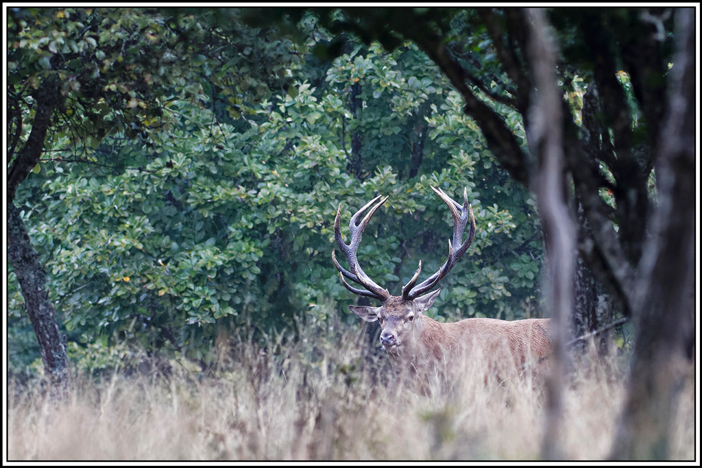 cerf(8456).jpg