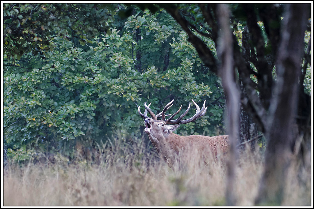 cerf(8462).jpg