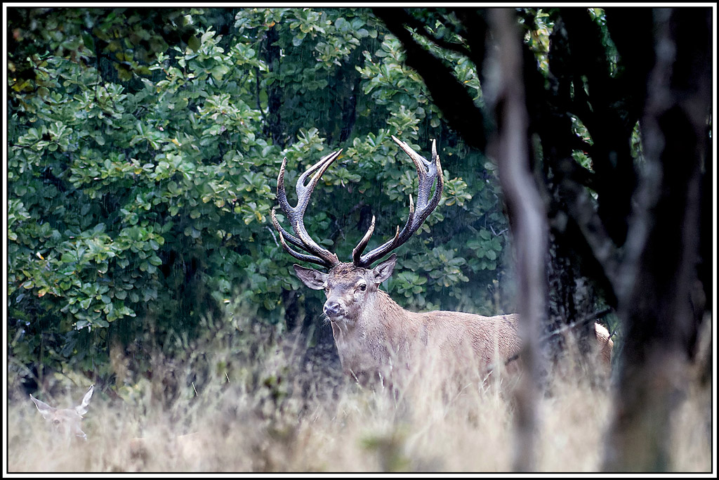 cerf(8473).jpg