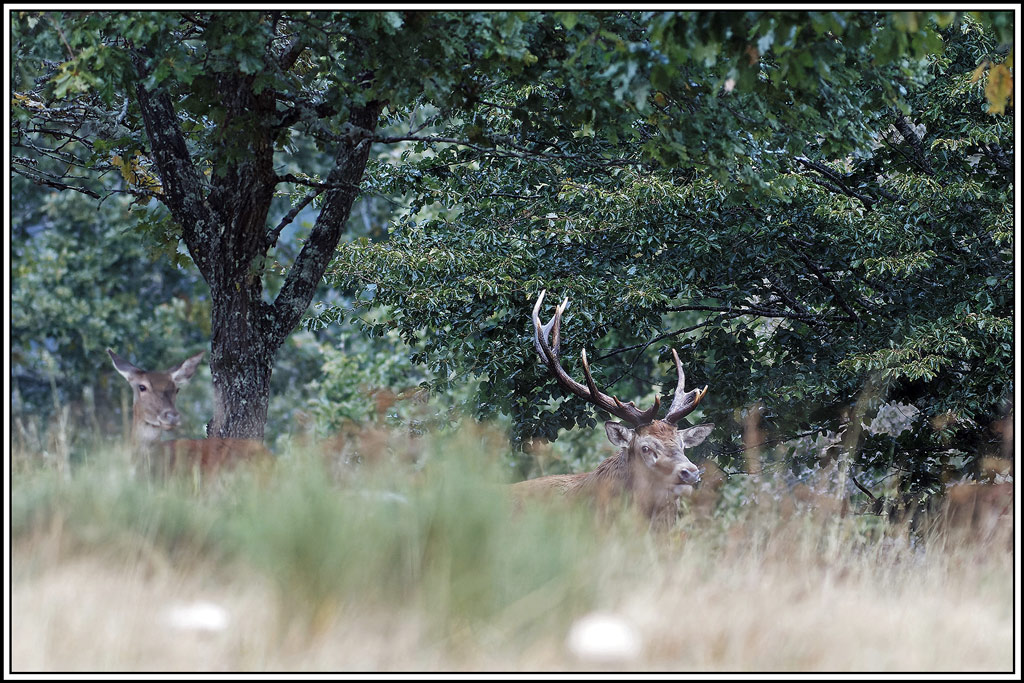 cerf(8481).jpg
