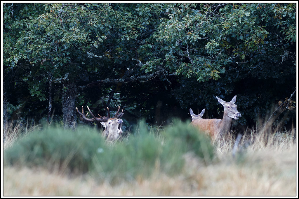 cerf(8487).jpg