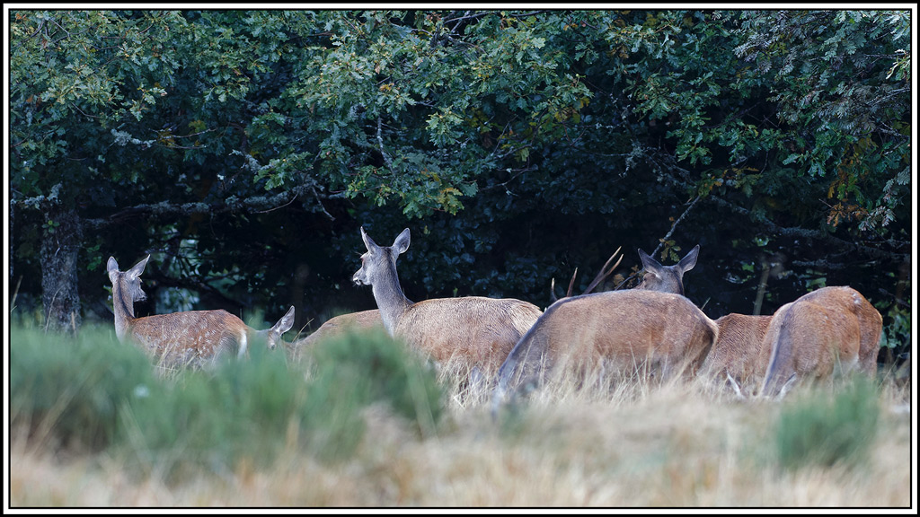 cerf(8495).jpg