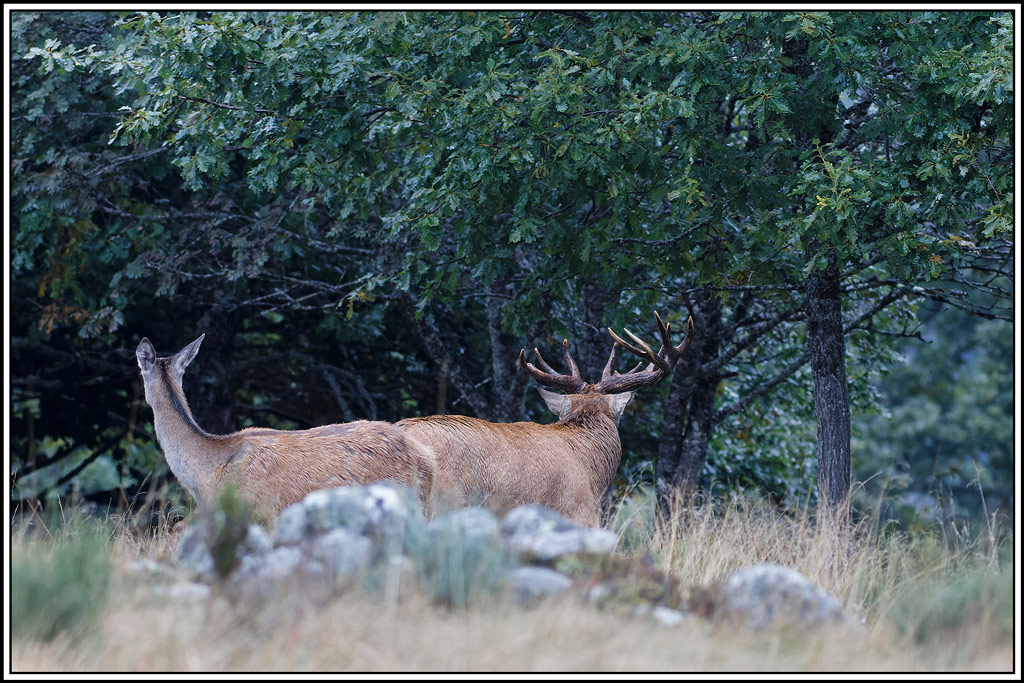 cerf(8499).jpg