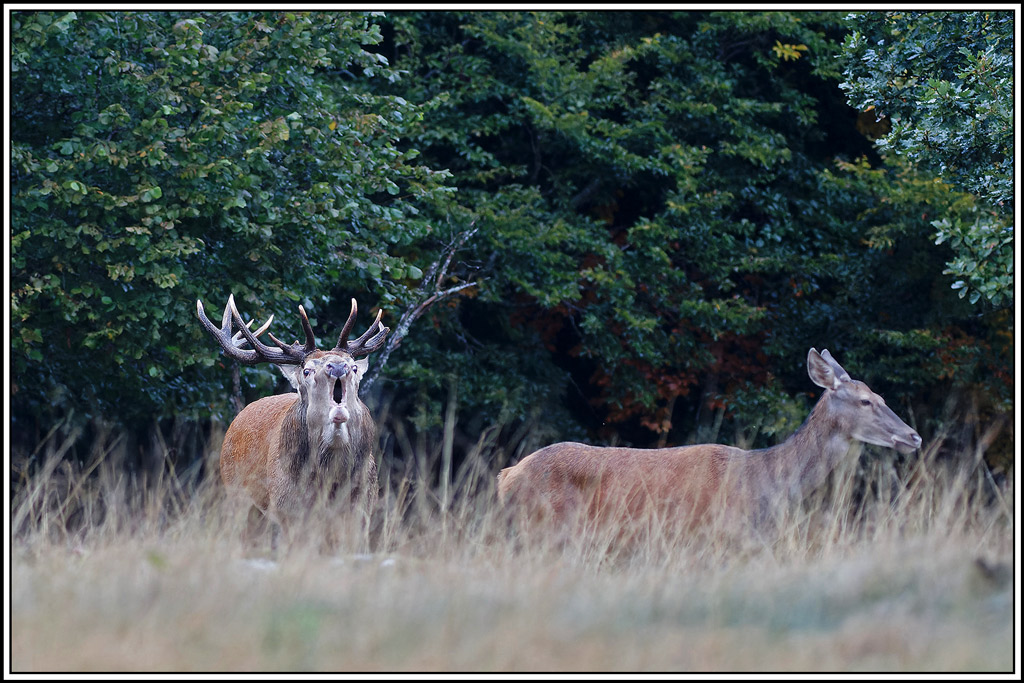 cerf(8510).jpg