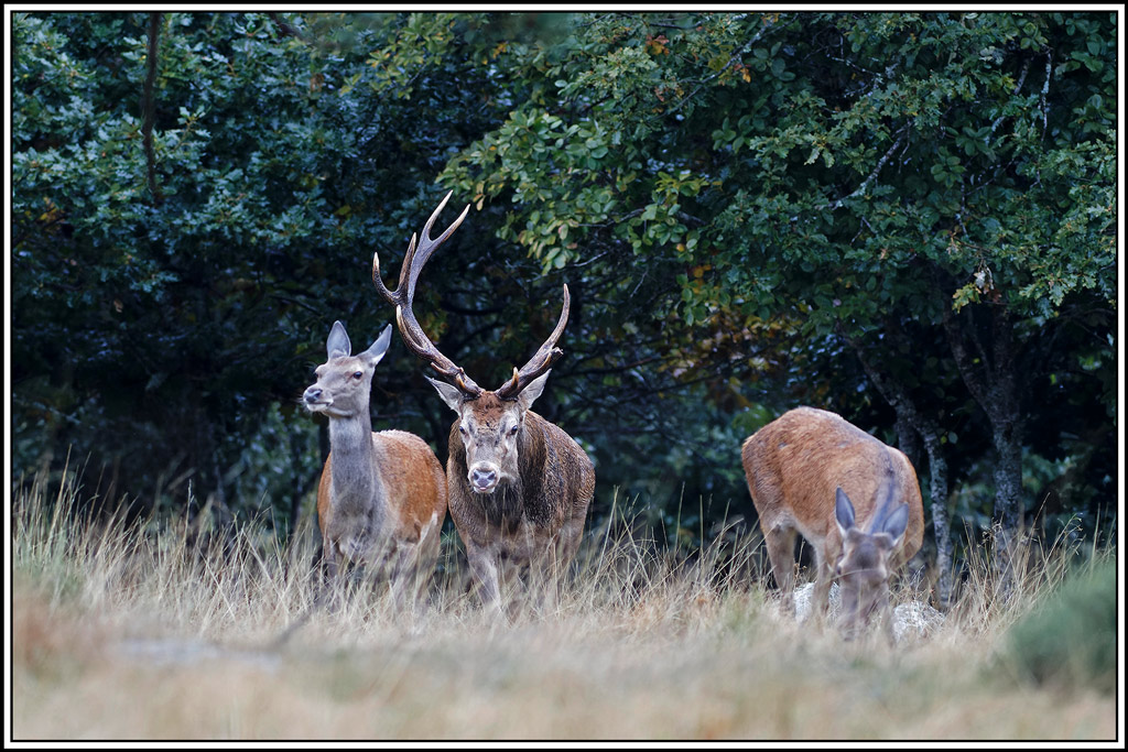 cerf(8526).jpg