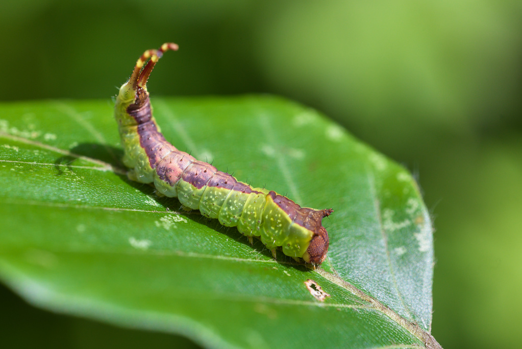Furcula bifida11.jpg