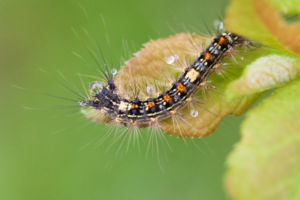 Lymantria dispar.jpg