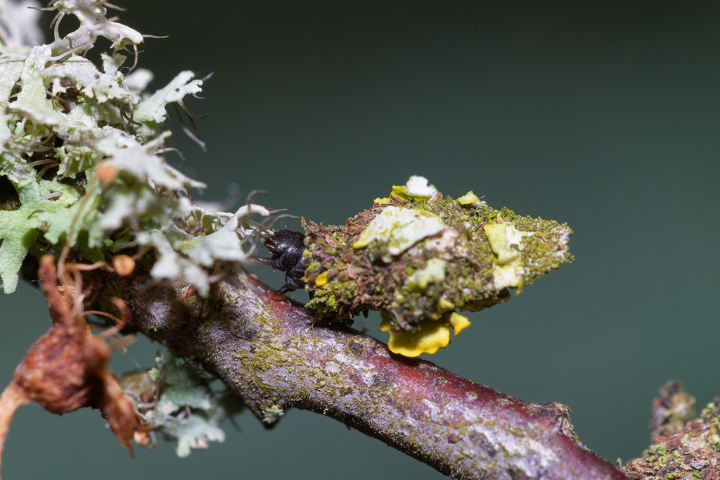 Bacotia claustrella4.jpg