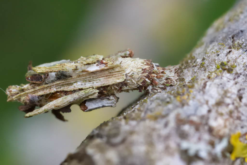 Psychidae3 sp3.jpg