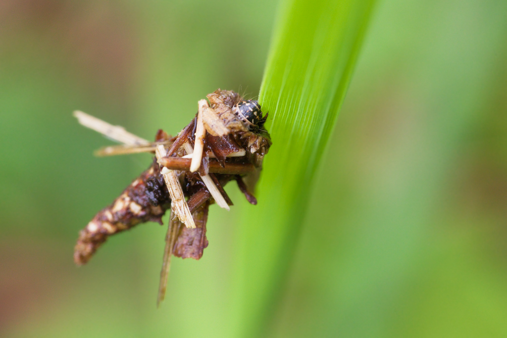 Psychidae sp larve3.jpg
