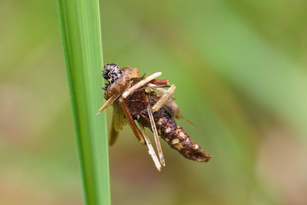 Psychidae sp larve5.jpg