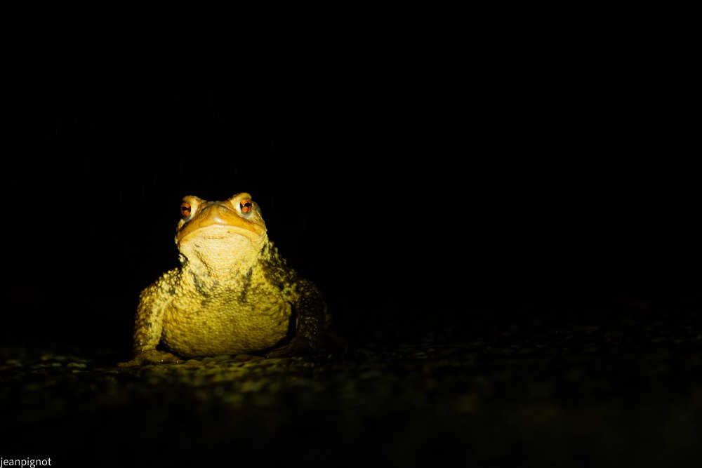 DSC_3780_001DSC_3780.JPG